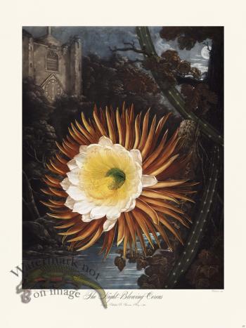 15 The Night-Blowing Cereus